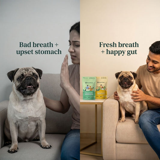 Gut & Dental Essentials Pack