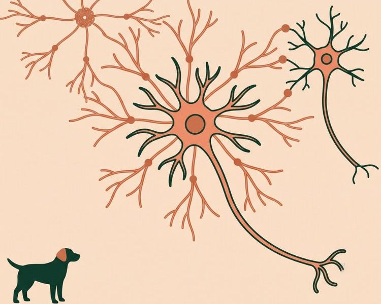 BRAIN + AGEING