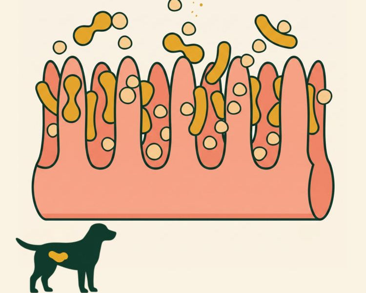 FEED THE GUT