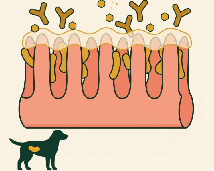 DEFEND THE GUT