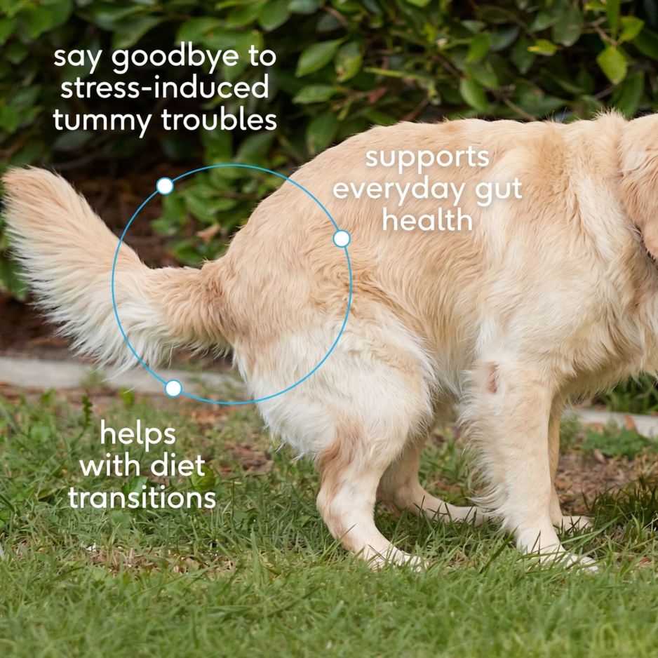Pre + Probiotics Supplement for Dogs