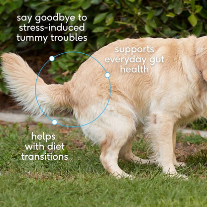Pre + Probiotics Supplement for Dogs