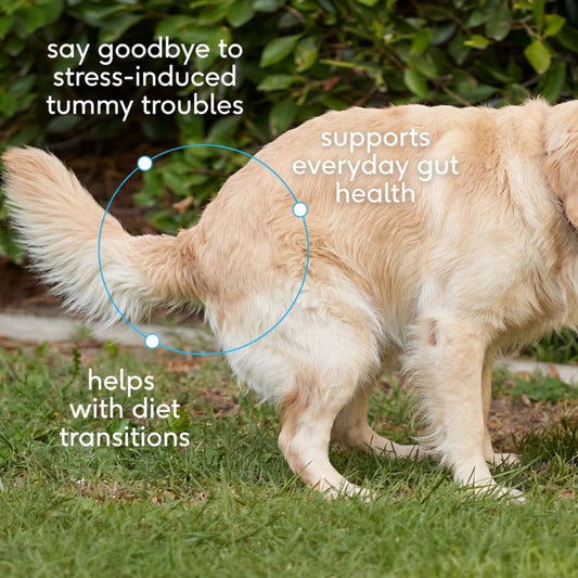 Pre + Probiotics Supplement for Dogs