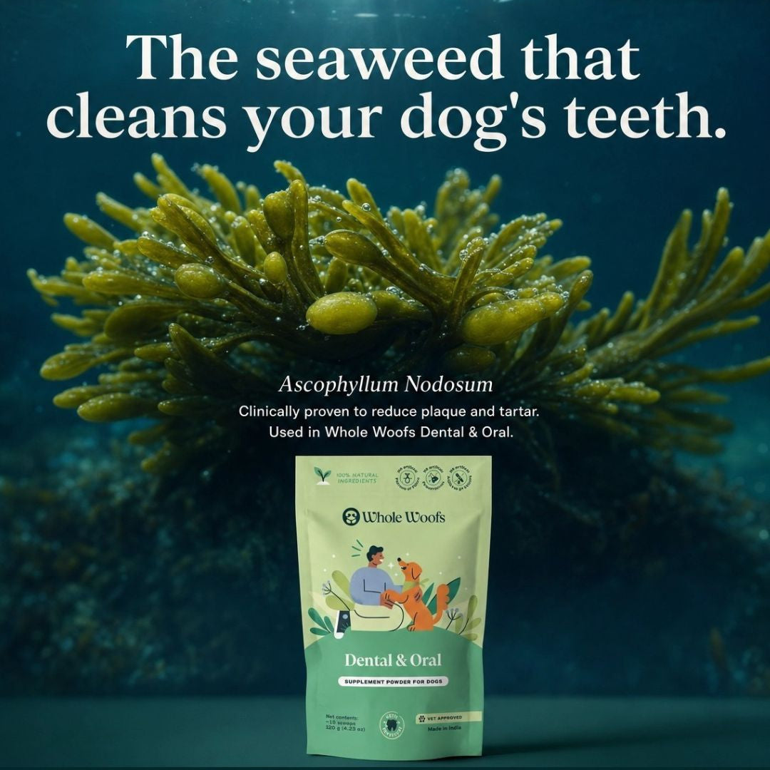 the seaweed that cleans your dog's teeth